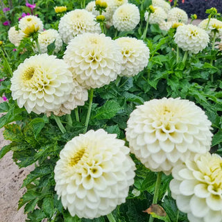 Haildrop Patio Dahlia