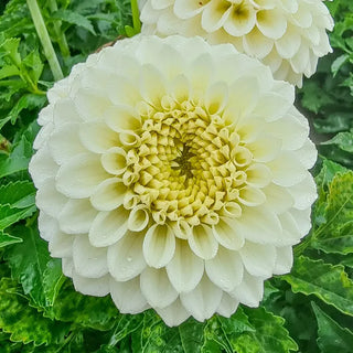 Haildrop Patio Dahlia