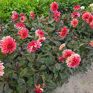 Foxy Dahlia