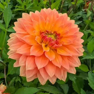 Frequent Flyer Dahlia