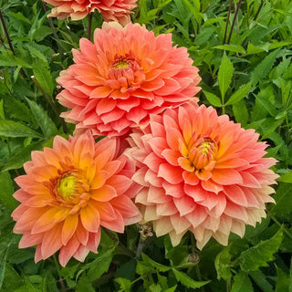 Frequent Flyer Dahlia