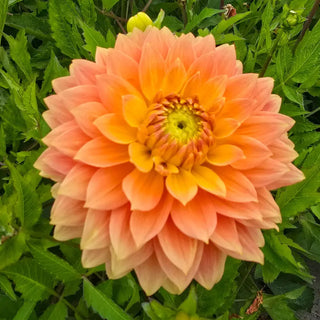 Frequent Flyer Dahlia