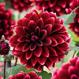 Sissinghurst Dahlia
