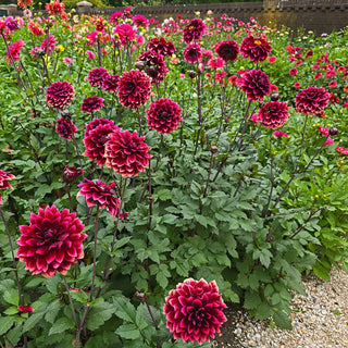 Sissinghurst Dahlia