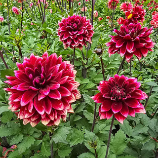 Sissinghurst Dahlia