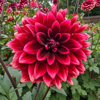 Sissinghurst Dahlia