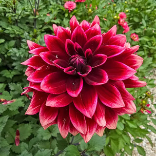 Sissinghurst Dahlia