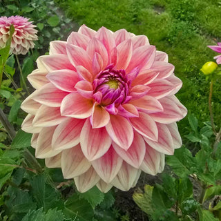 Dusty Beauty Dahlia
