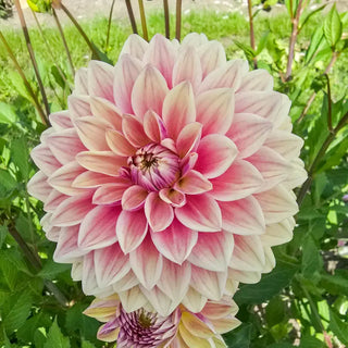 Dusty Beauty Dahlia