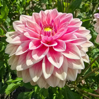 Dusty Beauty Dahlia