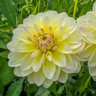 Aquarelle Dahlia
