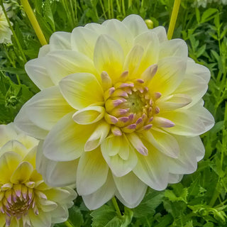 Aquarelle Dahlia