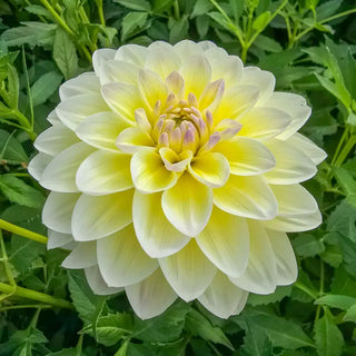 Aquarelle Dahlia