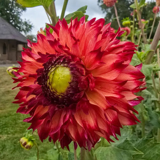 Aiyana Dahlia