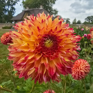 Aiyana Dahlia