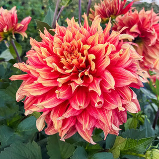 Maximus Dahlia