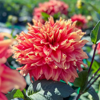 Maximus Dahlia
