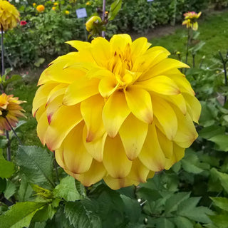 Parasol Dahlia