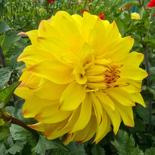Parasol Dahlia