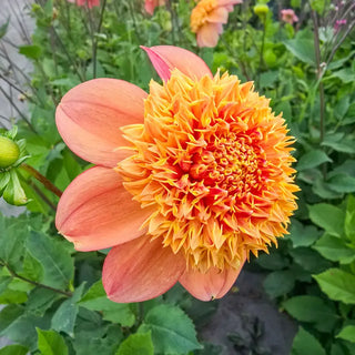 Sandia Brocade Dahlia