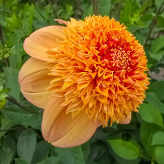 Sandia Brocade Dahlia