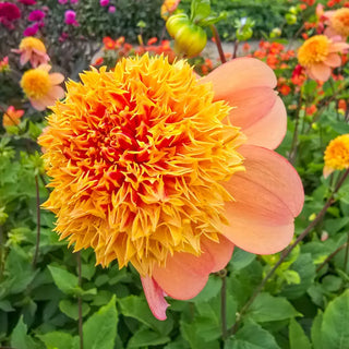 Sandia Brocade Dahlia