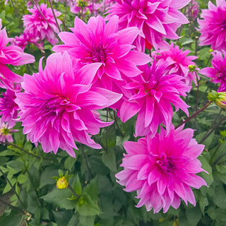 Babylon Lilac Dahlia