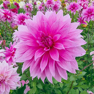 Babylon Lilac Dahlia