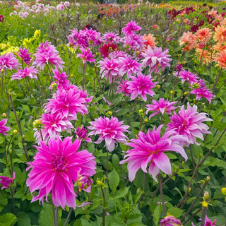 Babylon Lilac Dahlia