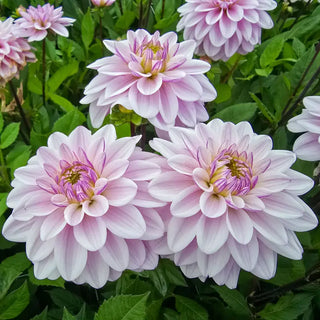 Sweet Surprise Dahlia