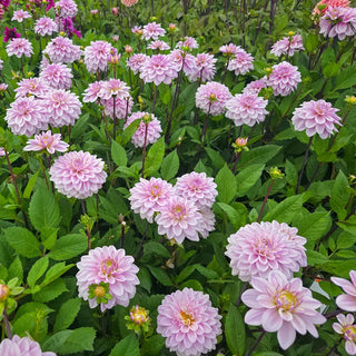 Sweet Surprise Dahlia