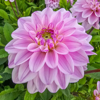 Sweet Surprise Dahlia
