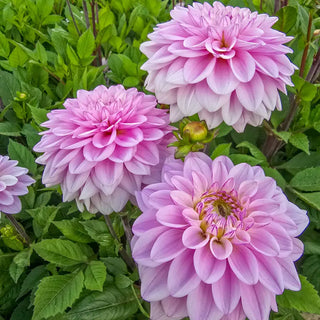 Sweet Surprise Dahlia