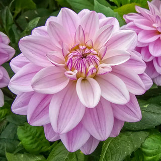 Sweet Surprise Dahlia