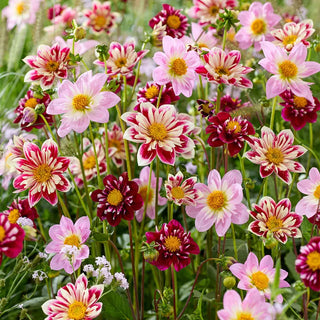 Berries and Cream Collerette Dahlia Mixture