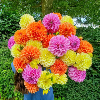 Tropical Punch Dahlia Mixture
