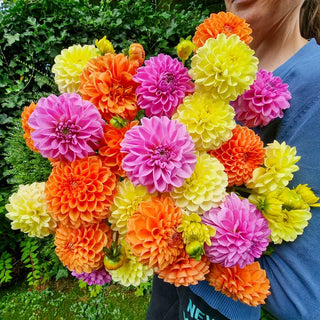 Tropical Punch Dahlia Mixture