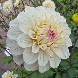 Pencil Art Sugar Dahlia