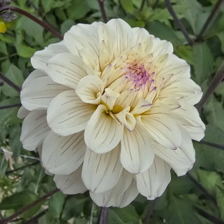 Pencil Art Sugar Dahlia