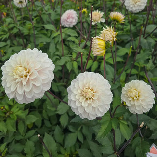 Pencil Art Sugar Dahlia