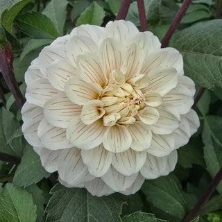 Pencil Art Sugar Dahlia