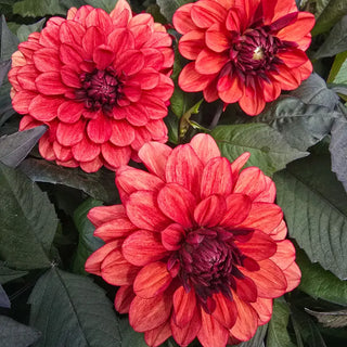 Orient Express Dahlia