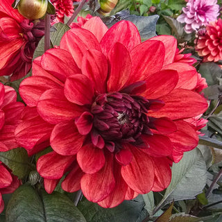 Orient Express Dahlia