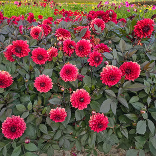 Orient Express Dahlia