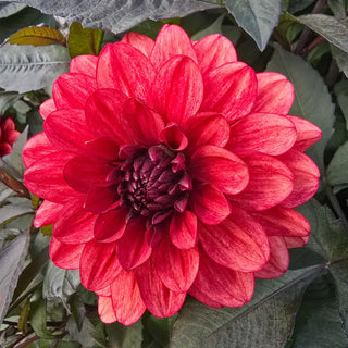 Orient Express Dahlia