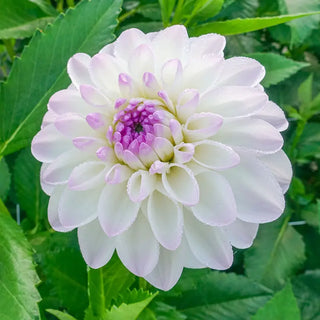 Eveline Dahlia