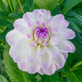 Eveline Dahlia