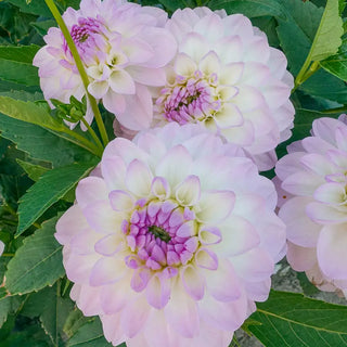 Eveline Dahlia