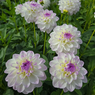 Eveline Dahlia