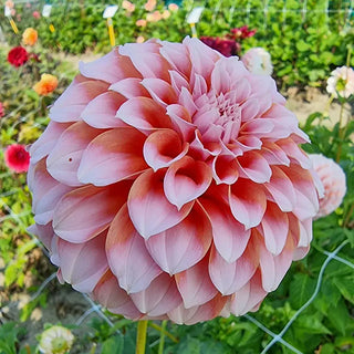 Peaches Dahlia